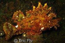 Rhinopias on Aeo Prang Lembeh Strait. by Eric Fly 
